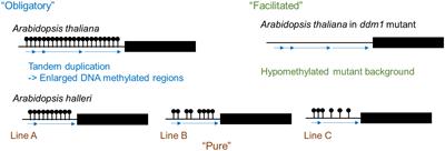 Will epigenetics be a key player in crop breeding?